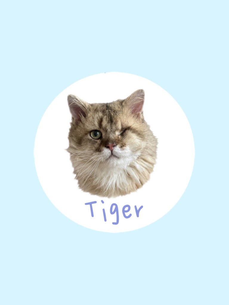 Meet Tiger!
