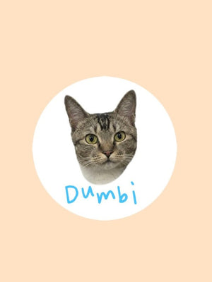 Faites connaissance avec Dumbi 👑